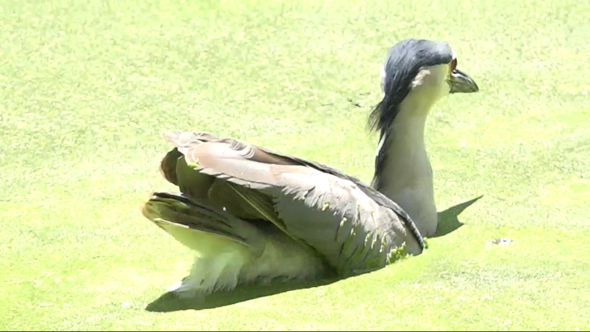 Night Heron